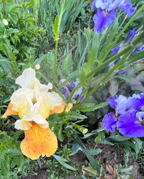 55543F8F-5828-42BB-ADD6-136E2137C0A8 - IRISI 2021 22