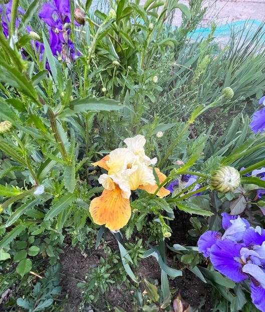 ED6062DC-9E0E-4733-AB94-1A42E184EB86 - IRISI 2021 22