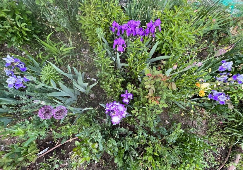 6FE76989-7C27-4D35-9D0A-61A31B88CE65 - IRISI 2021 22