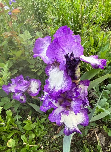 B00743B1-DF7E-48FB-ADAB-01380A7788F0 - IRISI 2021 22