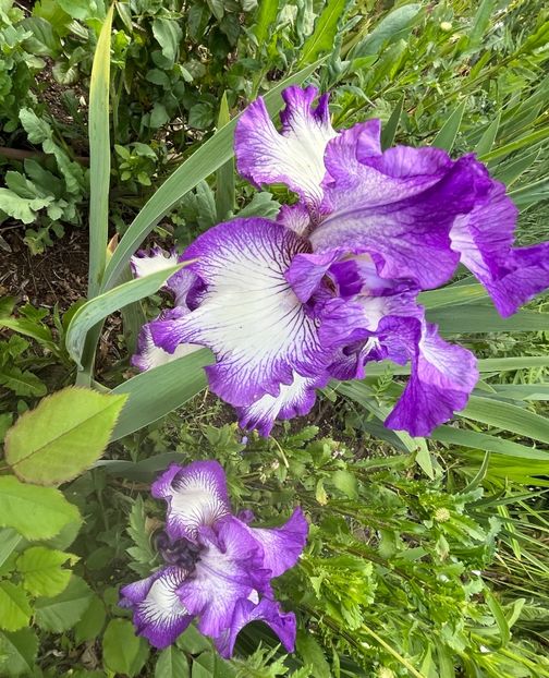 33560F2C-6B00-4C26-A51C-3F3E68D99007 - IRISI 2021 22