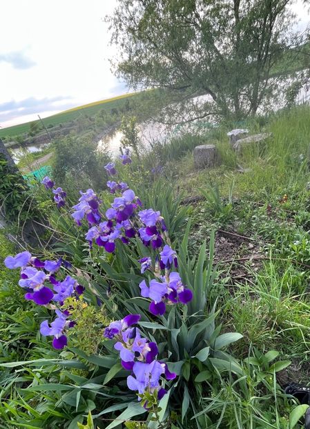 3E4503B1-008C-4506-9E2C-848EFCBABADA - IRISI 2021 22