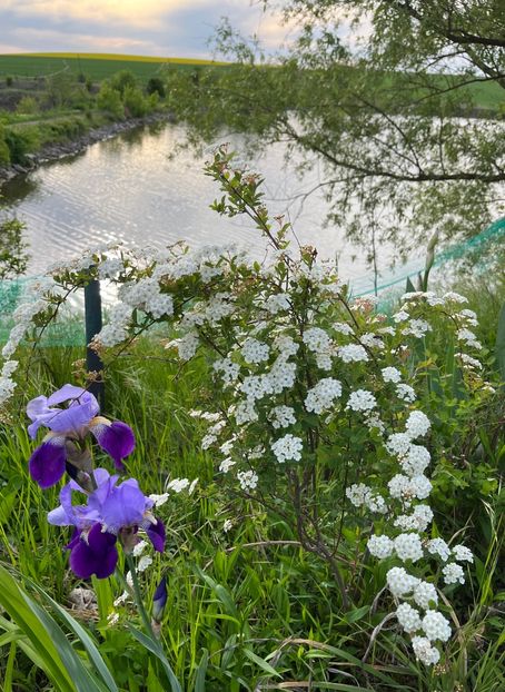 7D3B68F3-9547-4A14-A13E-7D8DF9001A3C - IRISI 2021 22