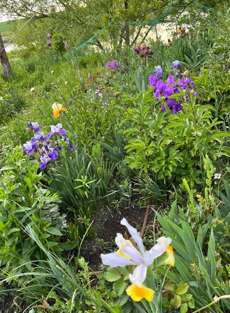 92DD45F2-EAF3-473D-95D9-1CC009A44750 - IRISI 2021 22