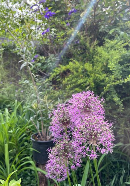 286264C7-45E0-4809-A020-0A49E5128FE3 - Allium 2020 21 22