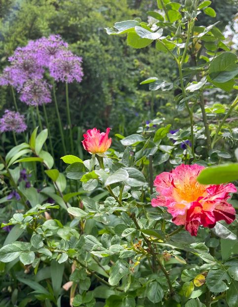 9B426C80-6CF6-4EBB-9FC6-FD41EB5C2759 - Allium 2020 21 22