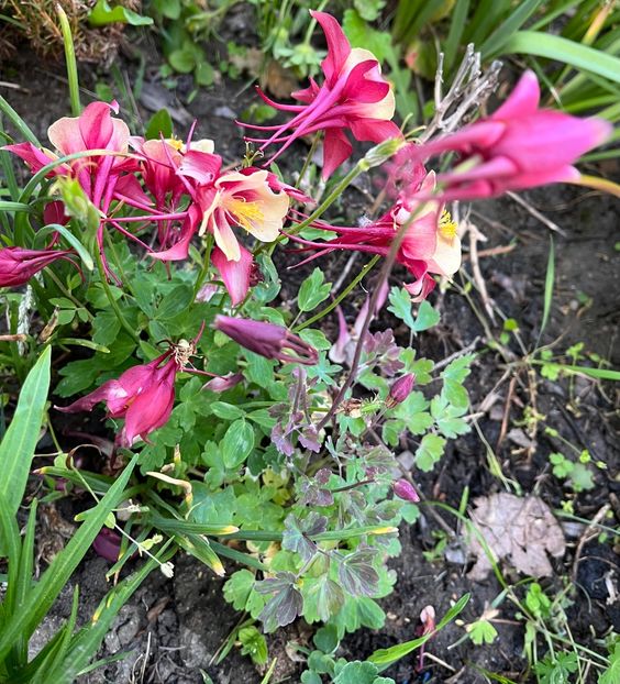 02898706-12D1-4FBC-943A-1104CFEDAA43 - Caldaruse 2020-2023