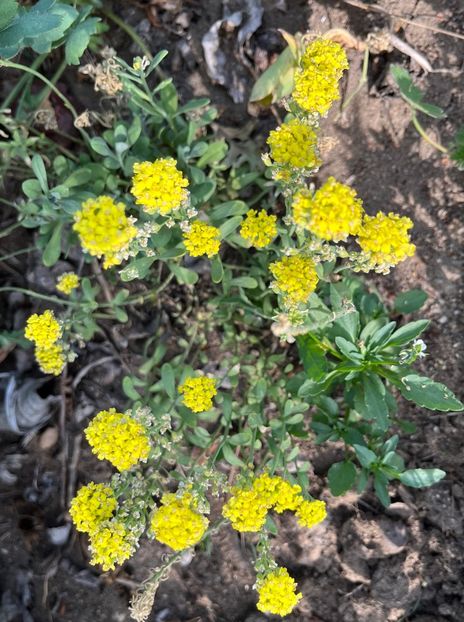 C3EF1FC8-F4CC-4637-9E43-BC104E7894B8 - Arbuști 2021-2023