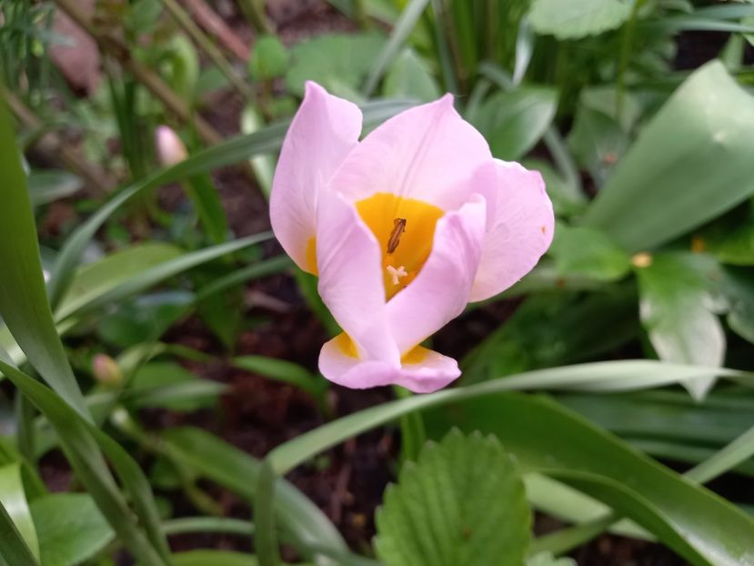 Lilac Wonder - Grădina 2022