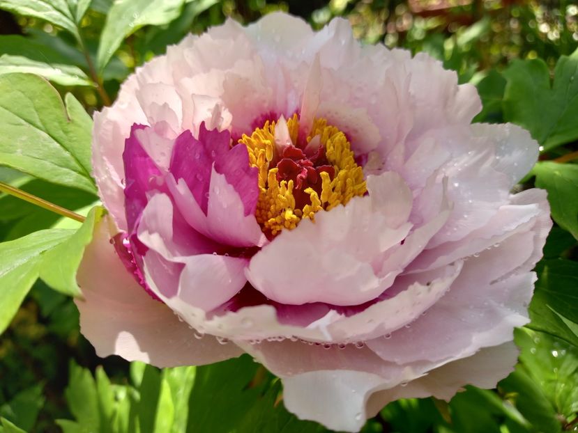 Er Qiao,  arbustiv - Grădina 2022