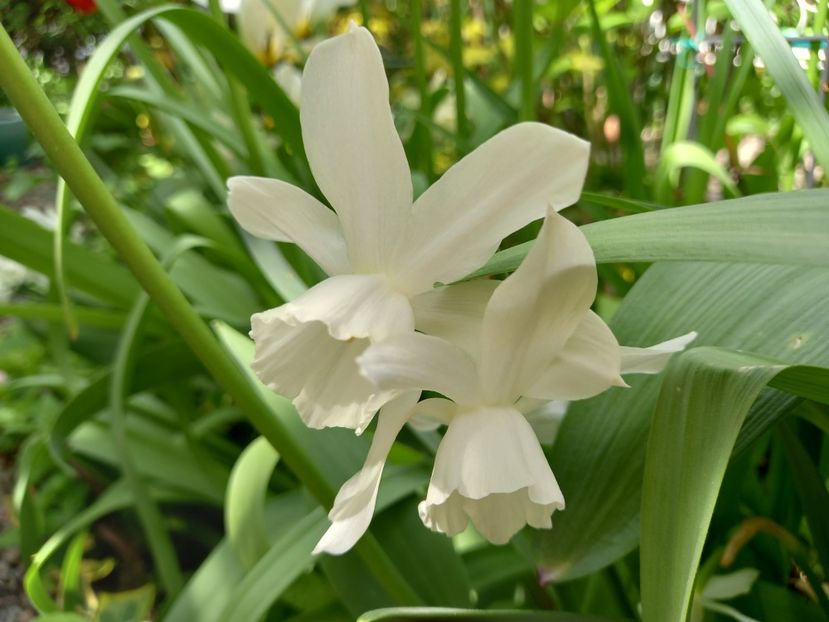 Thalia - Grădina 2022