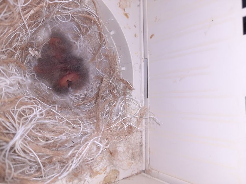  - Pui hibrizi canarusi 2022