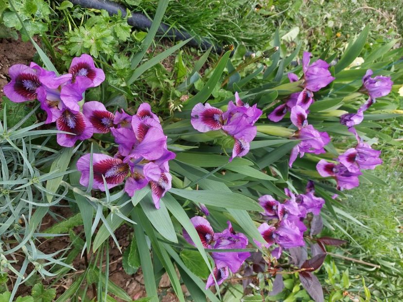iris pitic 8 lei mix 3 culori ( crem, mov, grena) - E Irisi narcise Hemerocallis de vanzare