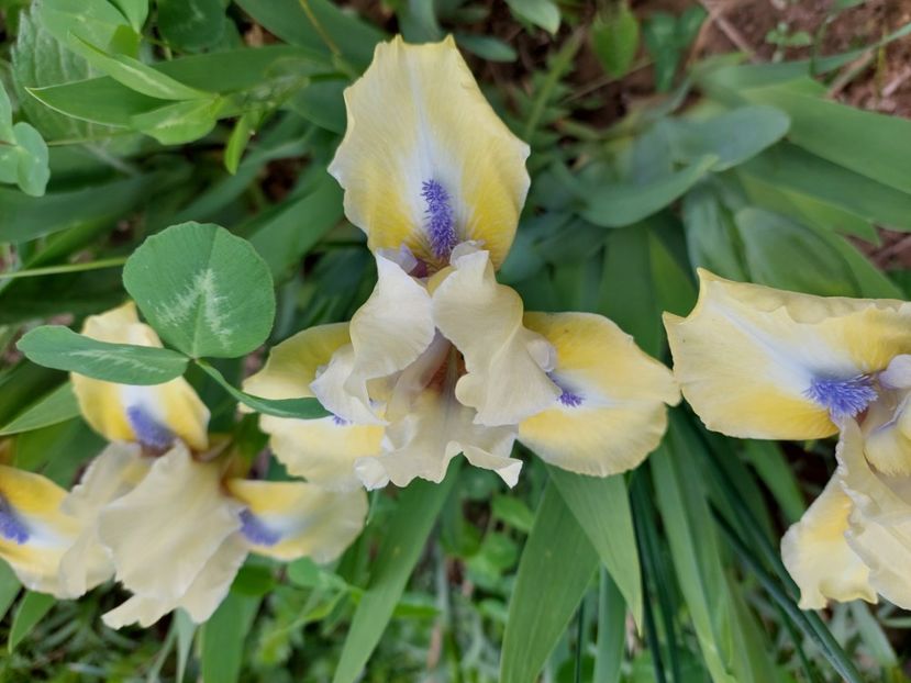 iris pitic 8 lei mix 3 culori ( crem, mov, grena) - E Irisi narcise de vanzare