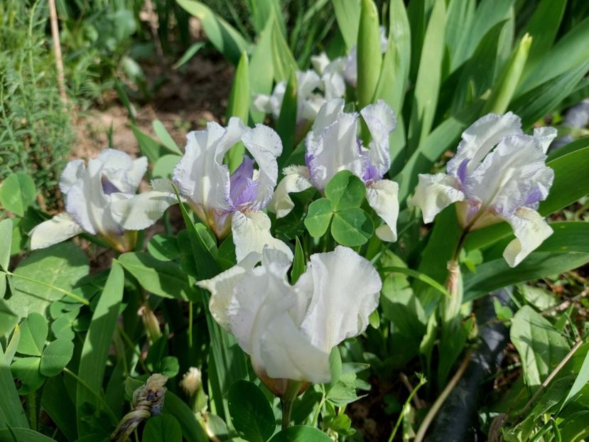 iris pitic timpuriu 8 lei pt 10 buc cumparate - w Produse livrate