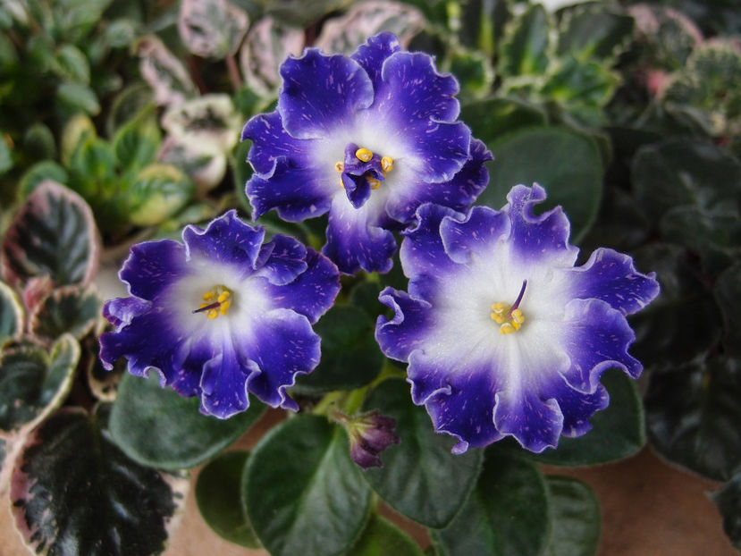 DS Shining Bell - a a Ghiceste varietatea 2022 recapitulare