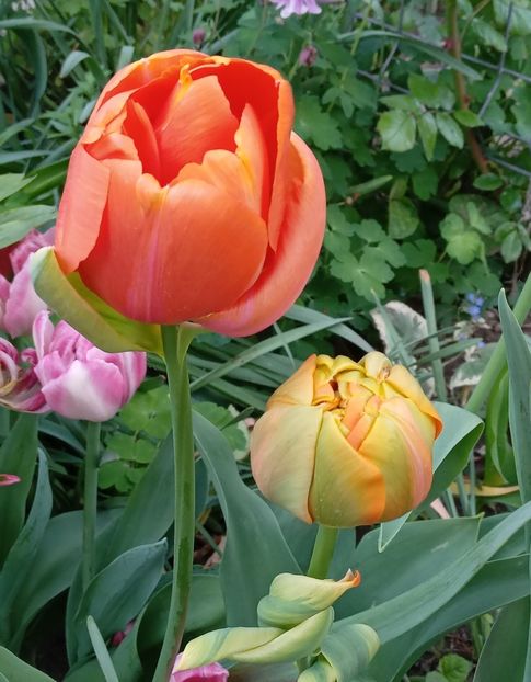  - MAI - luna lui FLORAR