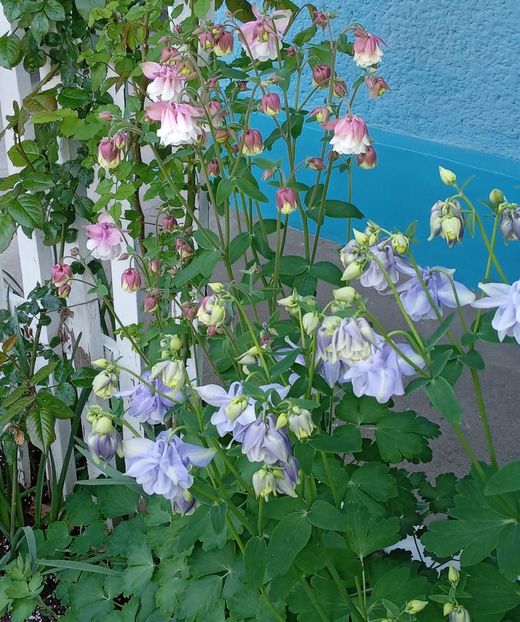  - MAI - luna lui FLORAR