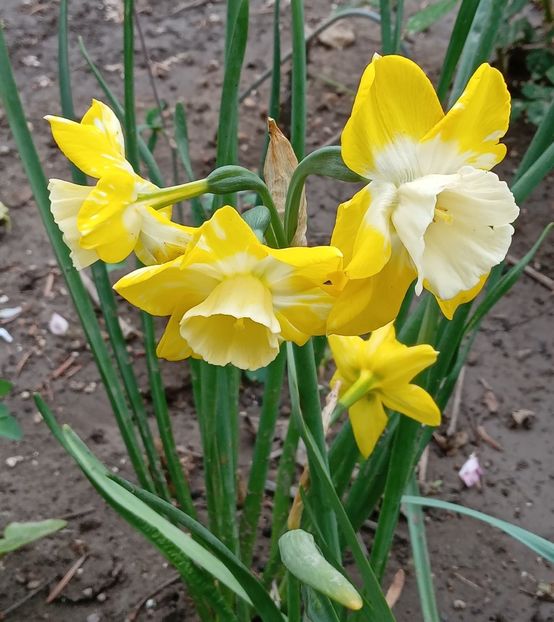  - MAI - luna lui FLORAR
