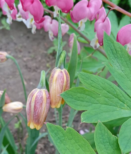  - MAI - luna lui FLORAR