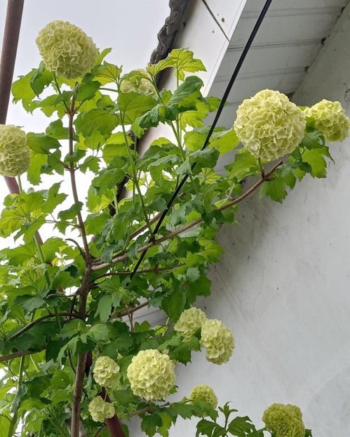  - MAI - luna lui FLORAR