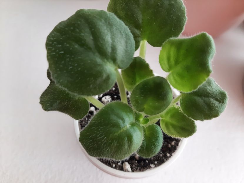 LE Anechka - 0 Disponibile 2022