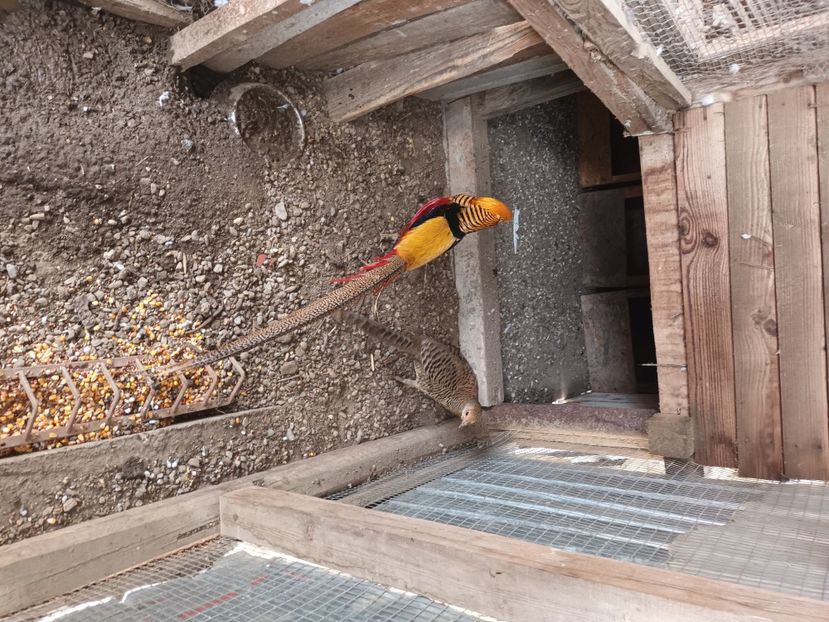  - Matca fazani regali rosu si galben 2022