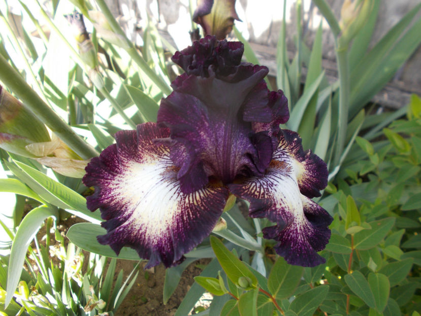 T-z-grd-select circle-15 - IRISI INALTI SI MEDII DISPONIBILI IN-2023 capitol 1