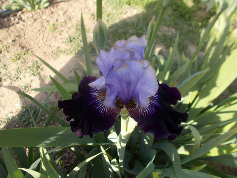 T-z-r10,2-juliusz slowacky-20 - IRISI INALTI SI MEDII DISPONIBILI IN-2023 capitol 1