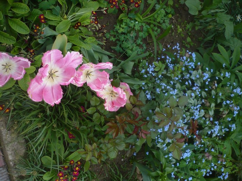 P1510644 - GRADINA 2022