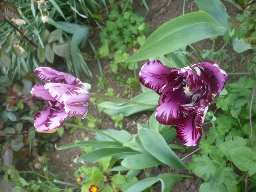 P1510646 - GRADINA 2022