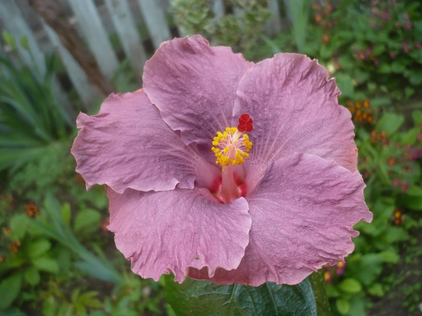 P1510652 - HIBISCUSI 2022-1