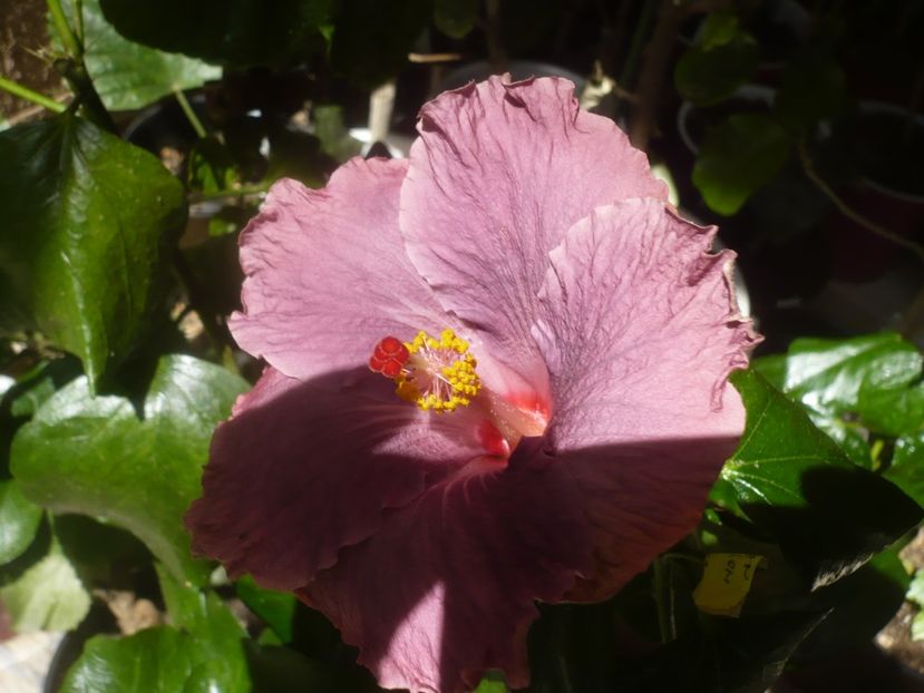 P1510654 - HIBISCUSI 2022-1