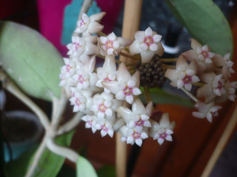 P1510660 - HOYA 2022-1