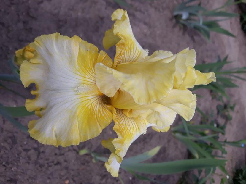 A 1 galben - Irisi 2022