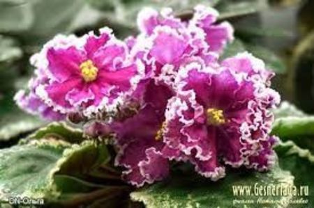 Dn-Ольга - ACHIZITII MAI 2022