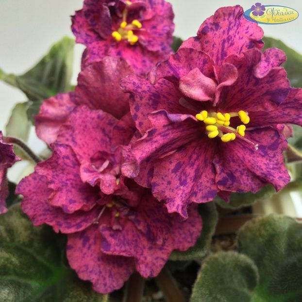 Donna's Sunset - ACHIZITII MAI 2022