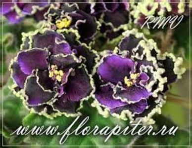 АВ-Чернильное Сердце - ACHIZITII MAI 2022