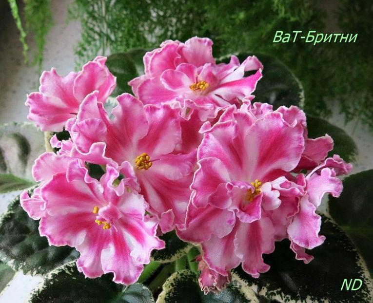 ВаТ-Бритни - ACHIZITII MAI 2022