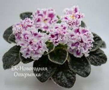 ЕК-Новогодняя Открытка - ACHIZITII MAI 2022