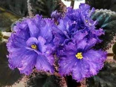 ЕК-Скарабей - ACHIZITII MAI 2022