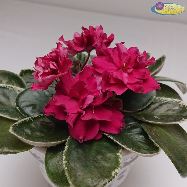 ЕК-Чемпион - ACHIZITII MAI 2022