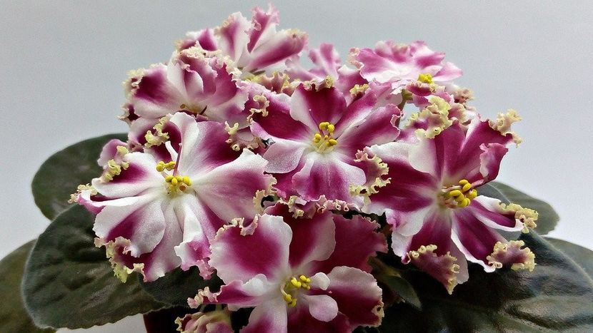 КО-Петушок Золотой Гребешок - ACHIZITII MAI 2022