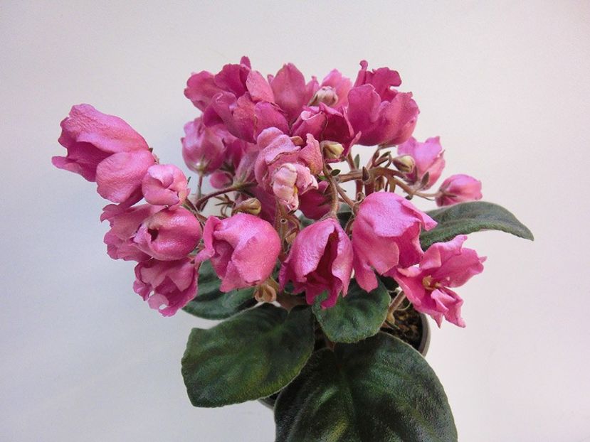 Красный Тюльпан - ACHIZITII MAI 2022