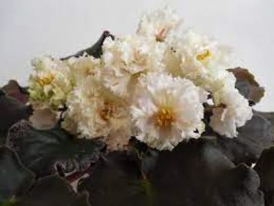 ЛЕ-Ванильное Парфе - ACHIZITII MAI 2022