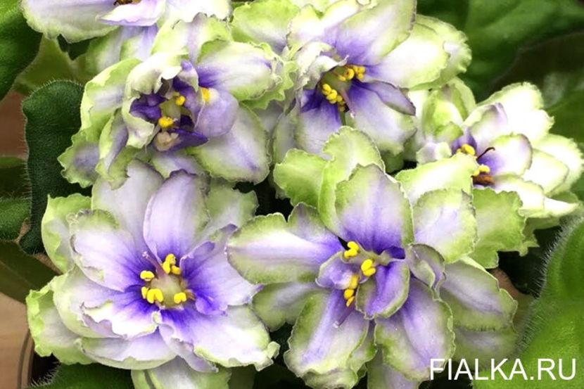 ЛЕ-Марфа - ACHIZITII MAI 2022