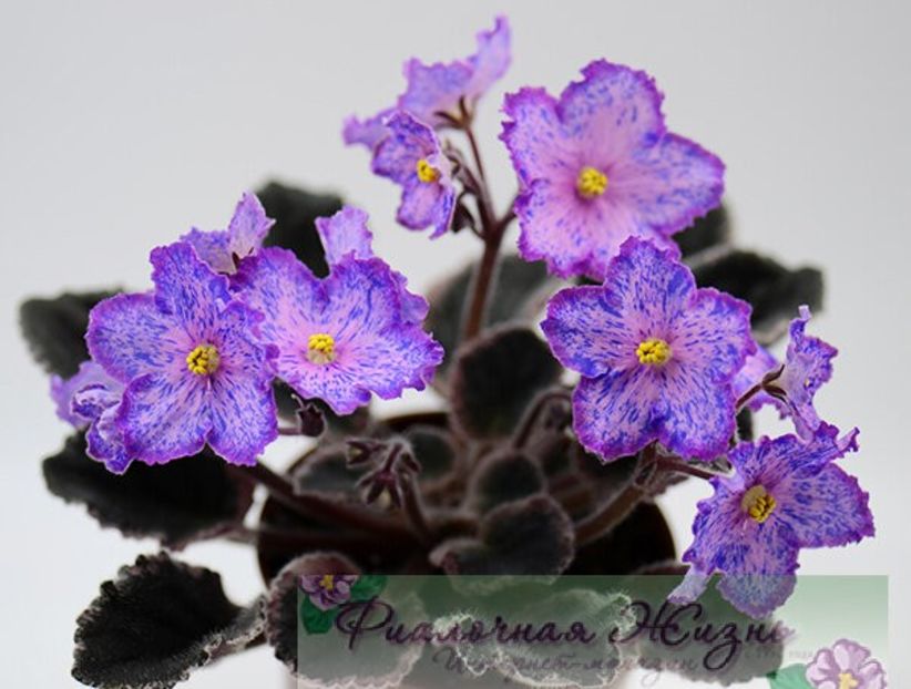 ЛЕ-Рафаэль - ACHIZITII MAI 2022