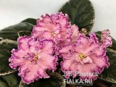 ЛЕ-Римма цветущ - ACHIZITII MAI 2022