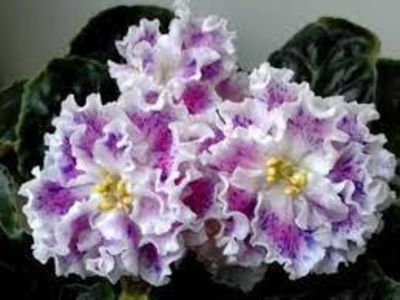 ЛЕ-Суламифь - ACHIZITII MAI 2022