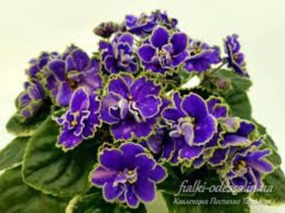 НД-Босфор Восточный - ACHIZITII MAI 2022